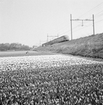 151008 Gezicht op een bloembollenlandschap ter hoogte van Vogelenzang-Bennebroek met op de achtergrond een electrisch ...